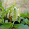 Fotografia 18 da espécie Salix fragilis do Jardim Botânico UTAD