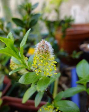 Fotografia 19 da espécie Salix fragilis no Jardim Botânico UTAD