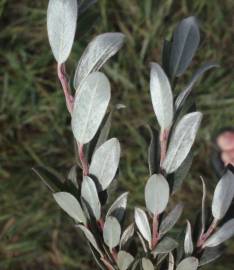 Fotografia da espécie Salix fragilis
