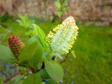 Fotografia da espécie Salix fragilis