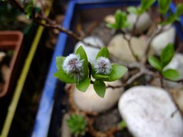 Fotografia da espécie Salix fragilis