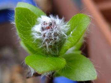 Fotografia da espécie Salix fragilis