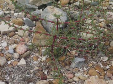 Fotografia da espécie Salsola soda