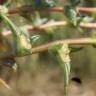 Fotografia 14 da espécie Salsola soda do Jardim Botânico UTAD