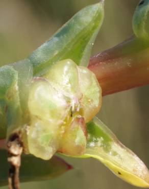 Fotografia 17 da espécie Salsola soda no Jardim Botânico UTAD