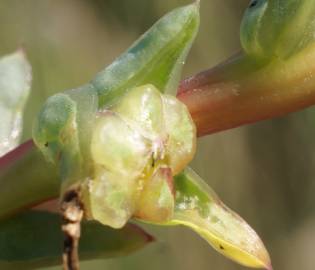 Fotografia da espécie Salsola soda