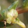 Fotografia 17 da espécie Salsola soda do Jardim Botânico UTAD