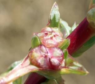 Fotografia da espécie Salsola soda