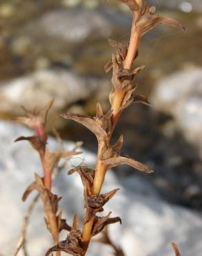 Fotografia 19 da espécie Salsola soda no Jardim Botânico UTAD