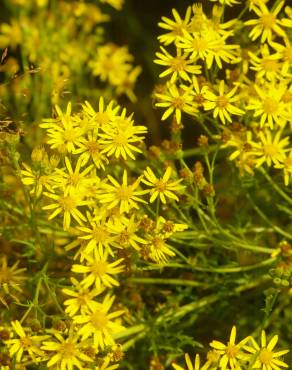 Fotografia 8 da espécie Senecio inaequidens no Jardim Botânico UTAD