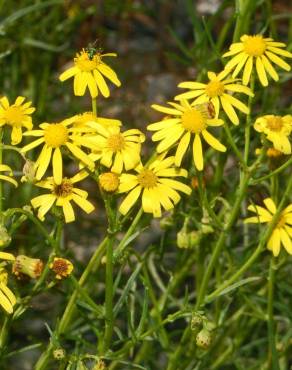 Fotografia 9 da espécie Senecio inaequidens no Jardim Botânico UTAD