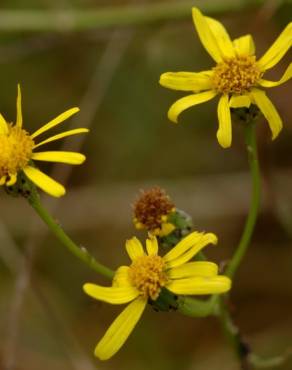 Fotografia 10 da espécie Senecio inaequidens no Jardim Botânico UTAD