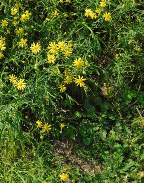 Fotografia 11 da espécie Senecio inaequidens no Jardim Botânico UTAD