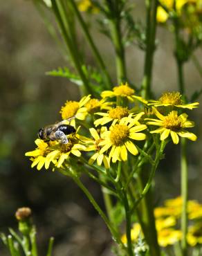 Fotografia 12 da espécie Senecio inaequidens no Jardim Botânico UTAD