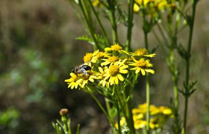 Fotografia da espécie Senecio inaequidens