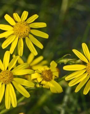 Fotografia 13 da espécie Senecio inaequidens no Jardim Botânico UTAD