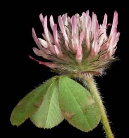 Fotografia da espécie Trifolium hirtum