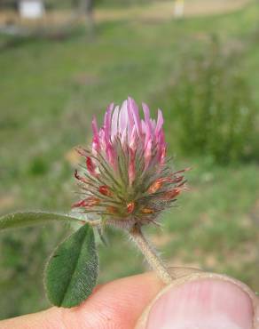 Fotografia 3 da espécie Trifolium hirtum no Jardim Botânico UTAD