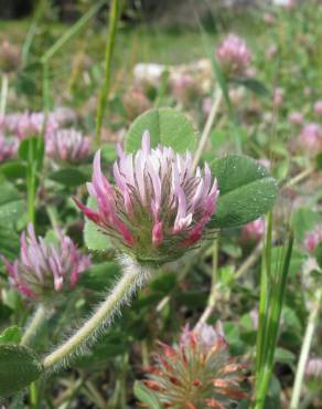 Fotografia 4 da espécie Trifolium hirtum no Jardim Botânico UTAD