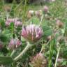 Fotografia 4 da espécie Trifolium hirtum do Jardim Botânico UTAD