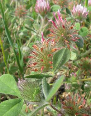 Fotografia 5 da espécie Trifolium hirtum no Jardim Botânico UTAD