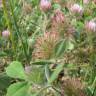 Fotografia 5 da espécie Trifolium hirtum do Jardim Botânico UTAD