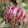 Fotografia 7 da espécie Trifolium hirtum do Jardim Botânico UTAD