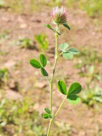 Fotografia da espécie Trifolium hirtum