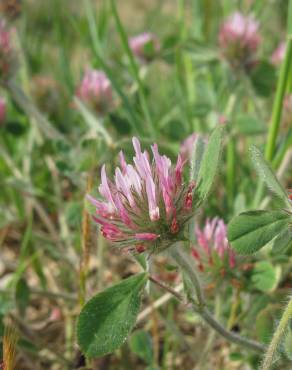 Fotografia 10 da espécie Trifolium hirtum no Jardim Botânico UTAD