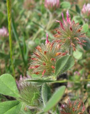 Fotografia 11 da espécie Trifolium hirtum no Jardim Botânico UTAD