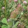 Fotografia 11 da espécie Trifolium hirtum do Jardim Botânico UTAD