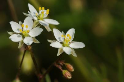 Fotografia da espécie Spergula arvensis