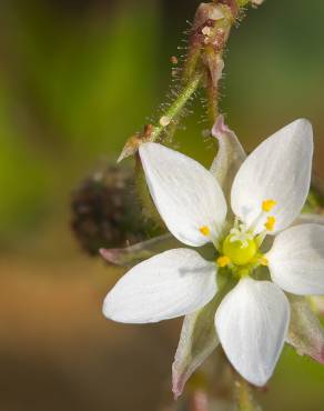 Fotografia 8 da espécie Spergula arvensis no Jardim Botânico UTAD