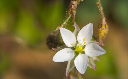 Fotografia da espécie Spergula arvensis