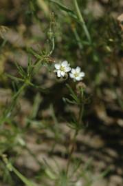 Fotografia da espécie Spergula arvensis