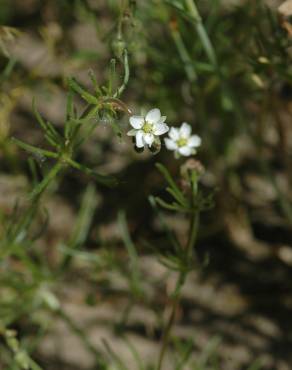 Fotografia 9 da espécie Spergula arvensis no Jardim Botânico UTAD