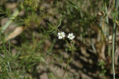 Fotografia da espécie Spergula arvensis