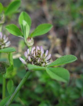 Fotografia 9 da espécie Trifolium glomeratum no Jardim Botânico UTAD