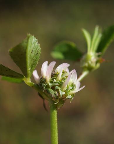 Fotografia de capa Trifolium glomeratum - do Jardim Botânico