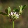 Fotografia 1 da espécie Trifolium glomeratum do Jardim Botânico UTAD