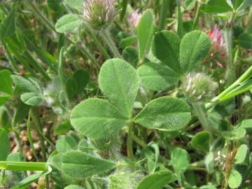 Fotografia da espécie Trifolium hirtum