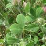 Fotografia 12 da espécie Trifolium hirtum do Jardim Botânico UTAD