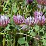 Fotografia 13 da espécie Trifolium hirtum do Jardim Botânico UTAD
