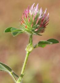 Fotografia da espécie Trifolium hirtum