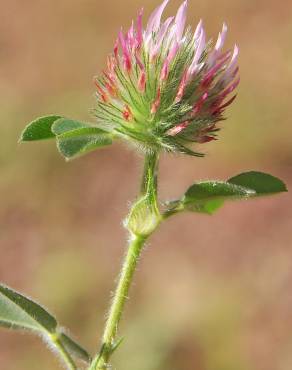 Fotografia 14 da espécie Trifolium hirtum no Jardim Botânico UTAD