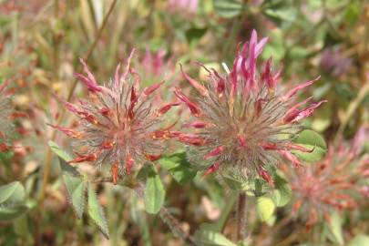 Fotografia da espécie Trifolium hirtum