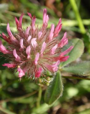 Fotografia 16 da espécie Trifolium hirtum no Jardim Botânico UTAD