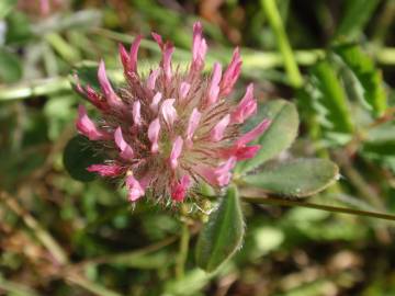 Fotografia da espécie Trifolium hirtum