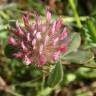 Fotografia 16 da espécie Trifolium hirtum do Jardim Botânico UTAD