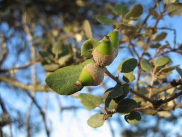 Fotografia da espécie Quercus rotundifolia